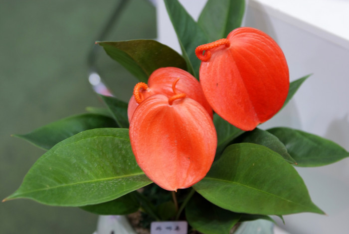 안수리움 - Flamingo lily, tailflower, laceleaf, Anthurium andraeanum