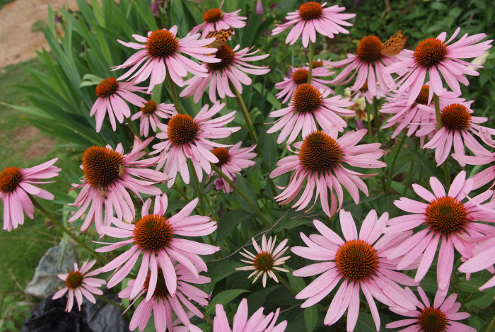 에키네시아 - eastern purple coneflower, hedgehog coneflower, purple coneflower, Echinacea purpurea