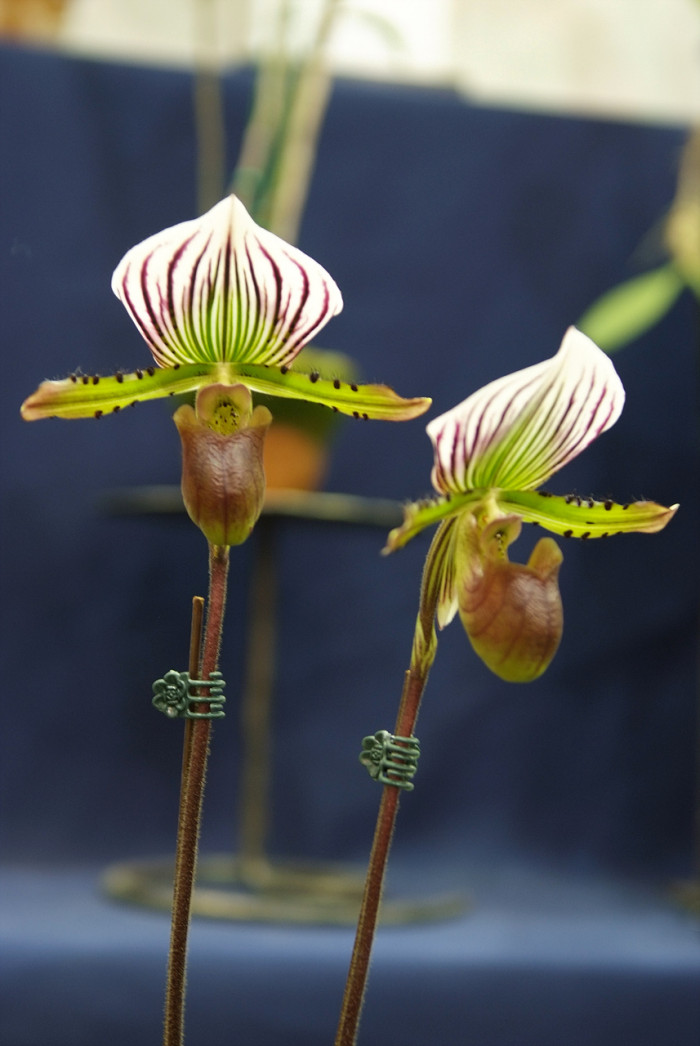 파피오페딜럼 - Papihopedilum pinochio, Paphiopedilum hybrids