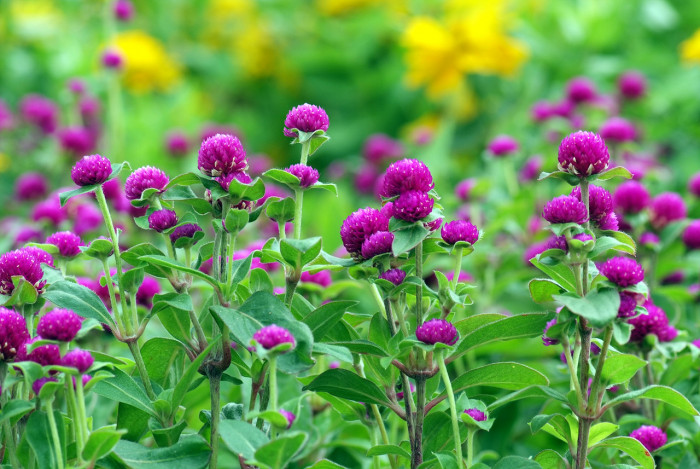 천일홍 - Globe Amaranth, Gomphrena globosa L.