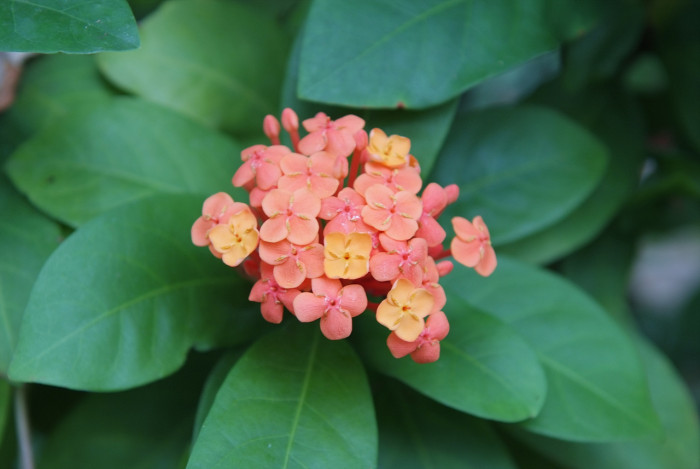 익소라 차이넨시스 - Ixora chinensis