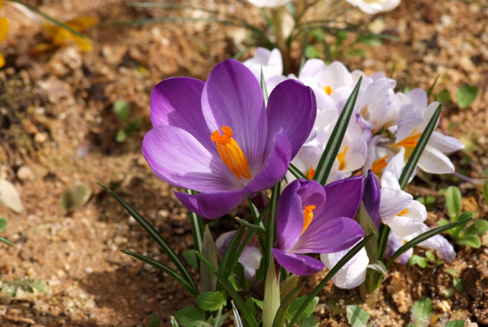 크로커스 - Crocus, Crocus spp.