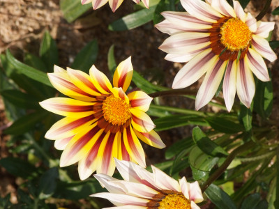 가자니아 사진 - Gazania rigens (L.) Gaertn. Photos