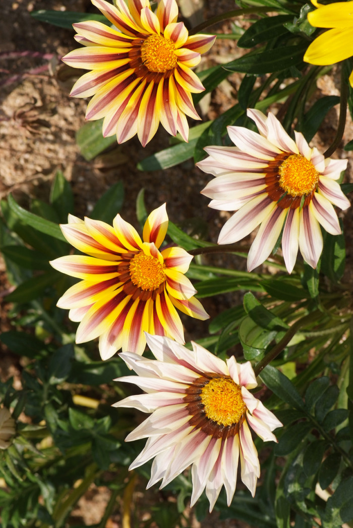 가자니아 - Gazania, Gazania rigens (L.) Gaertn.