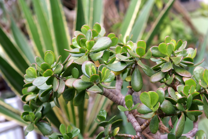 크라슐라  - Crassula