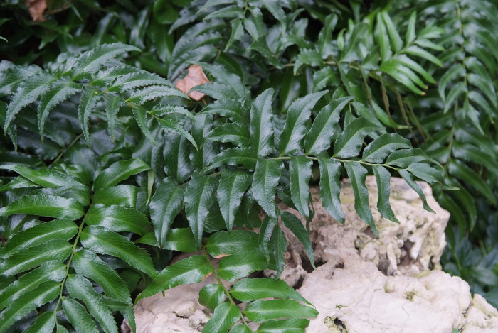 도깨비고비 - Holly Fern, Cyrtomium falcatum (L.) Presl