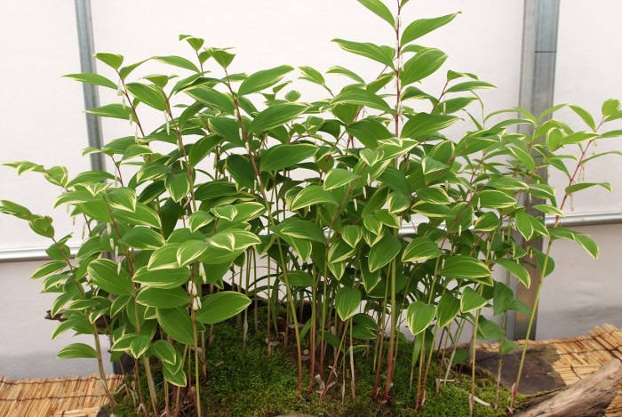둥굴레 - ㅋㅋ, Polygonatum odoratum var.pluriflorum