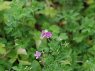 이질풀 사진 - Geranium thunbergii Siebold & Zucc. Photos