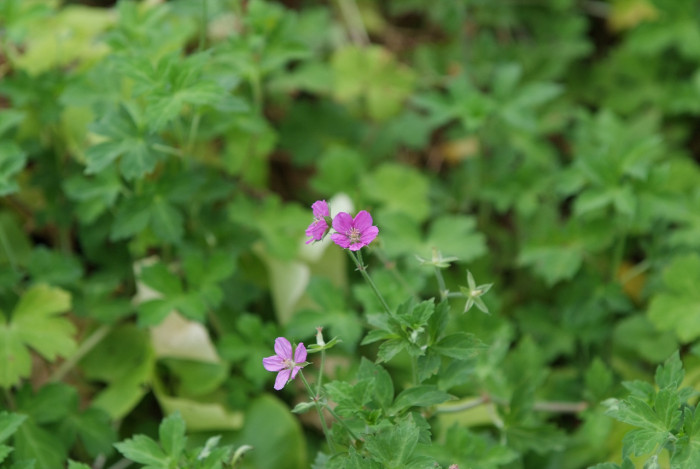 이질풀 - Geranium thunbergii Siebold & Zucc.