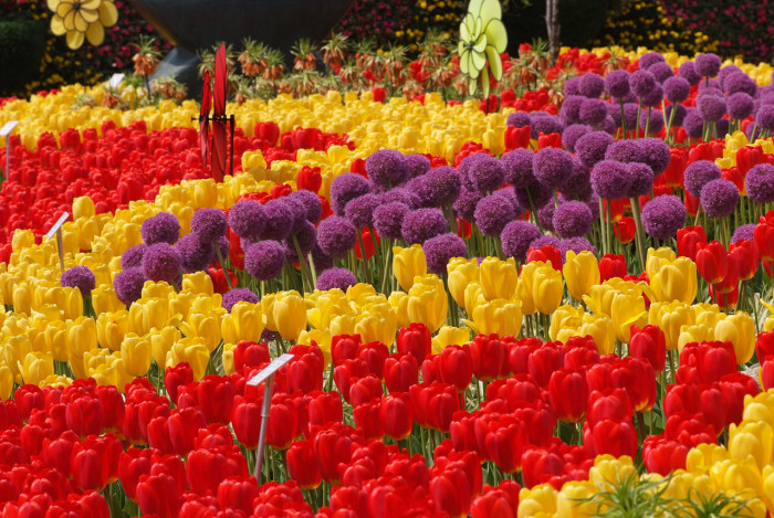 튤립 - Tulip, Tulipa gesneriana