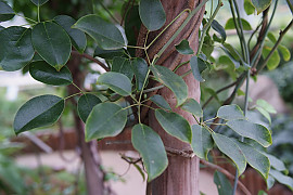 멀꿀나무 - Stauntonia hexaphylla