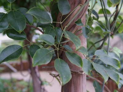 멀꿀 사진 - Stauntonia hexaphylla (Thunb.) Decne. Photos