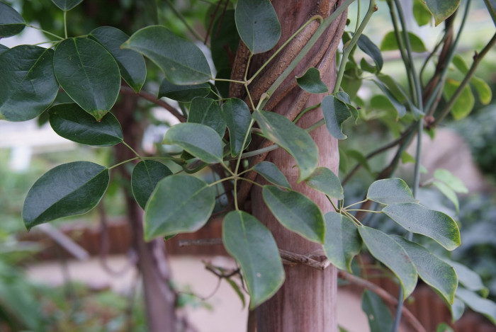 멀꿀 - Stauntonia hexaphylla (Thunb.) Decne.