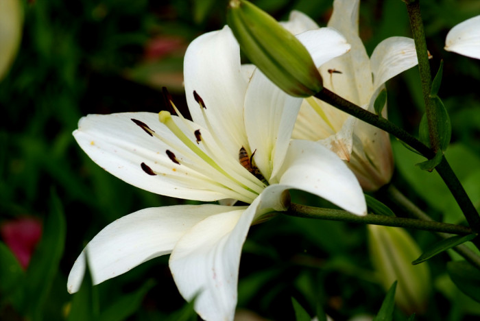 백합 - Lily, Lilium longiflorum Thunb.