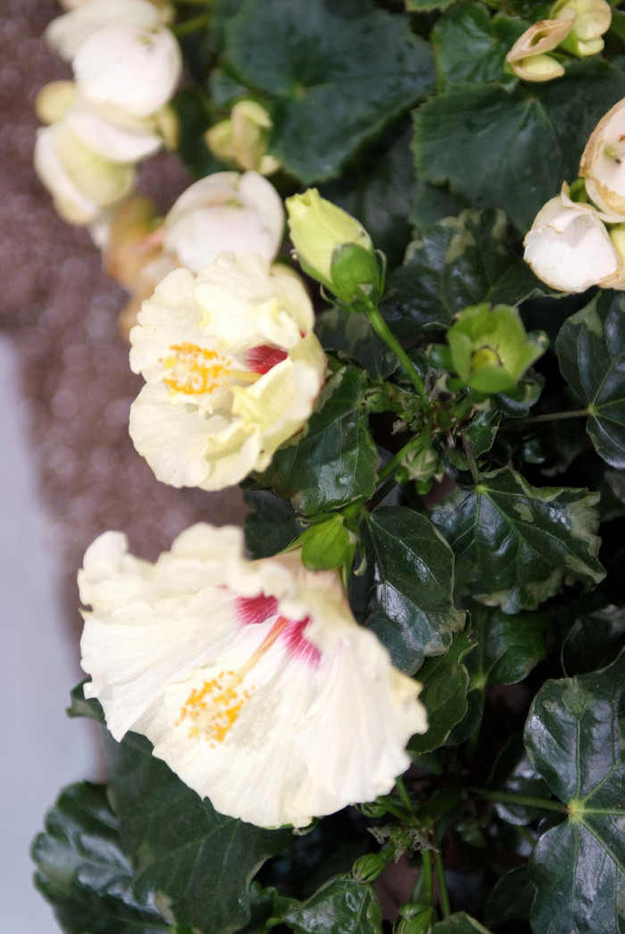 하와이무궁화 - hawaiian hibiscus, Hibiscus rosa-sinesis L.