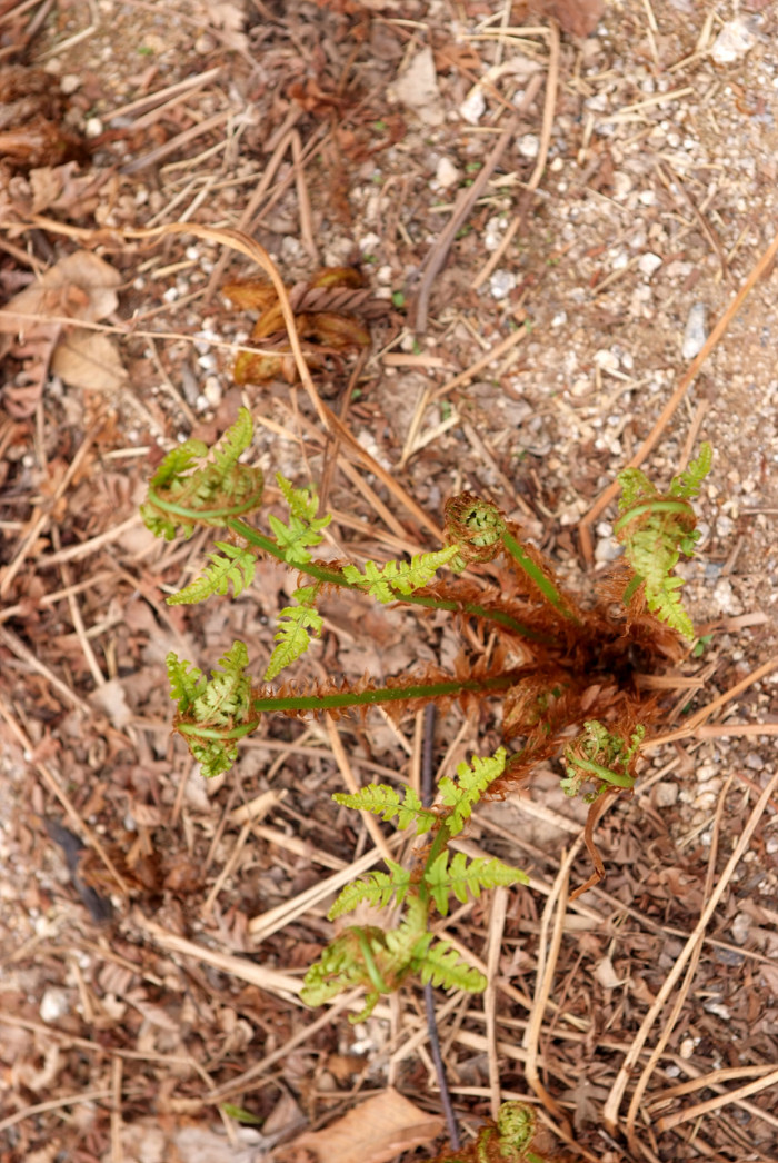 관중 - Rock  fern, Dryopteris crassirhizoma