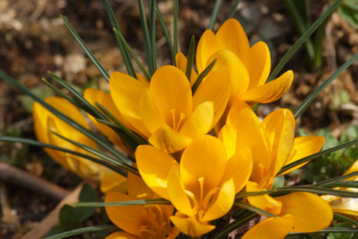 크로커스 - Crocus, Crocus spp.
