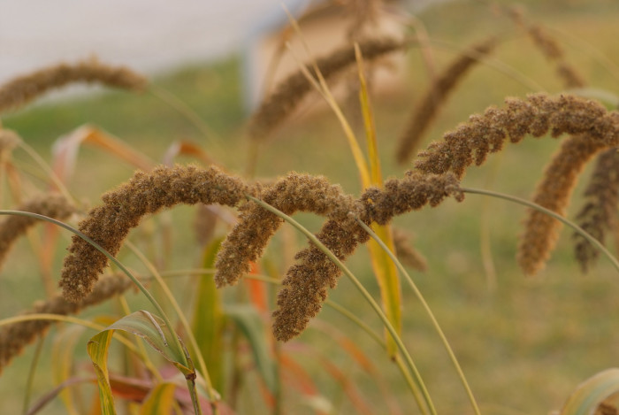 조 - Setaria italica (L.) P.Beauv.
