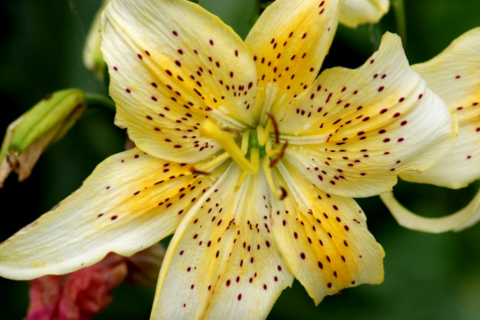 백합 - Lily, Lilium longiflorum Thunb.