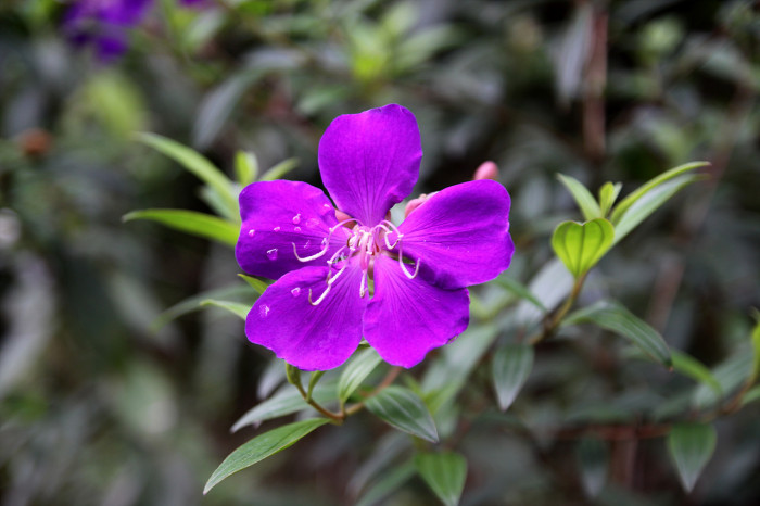 티보치나 - Glorybush, Princessflower, Tibouchina urvilleana (DC.) Cogn.