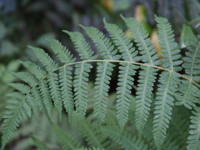 뿔고사리 사진 - Cornopteris decurrentialata (Hook.) Nakai Photos