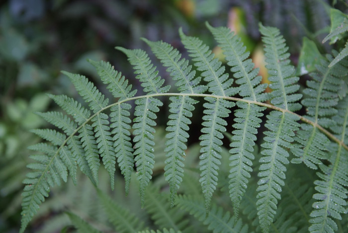 뿔고사리 - Cornopteris decurrentialata (Hook.) Nakai