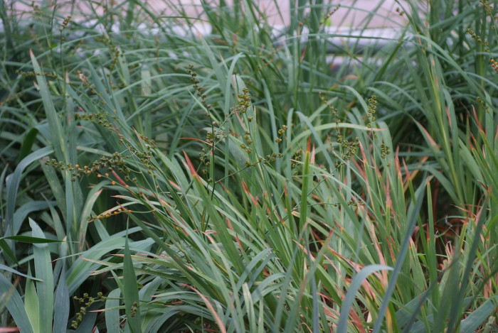 애기범부채 - Tritonaia X croscosmaeflore Lemoine