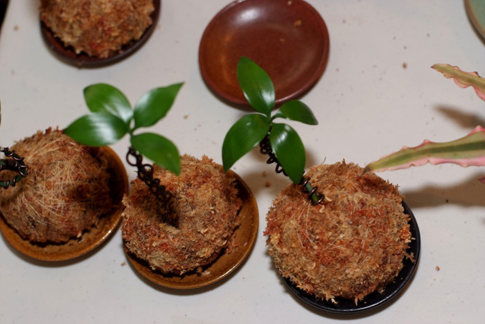 죽백나무 - Nageia nagi, Asian bayberry, Podocarpus nagi (Thunb.) Zoll. & Mor. ex Zoll.