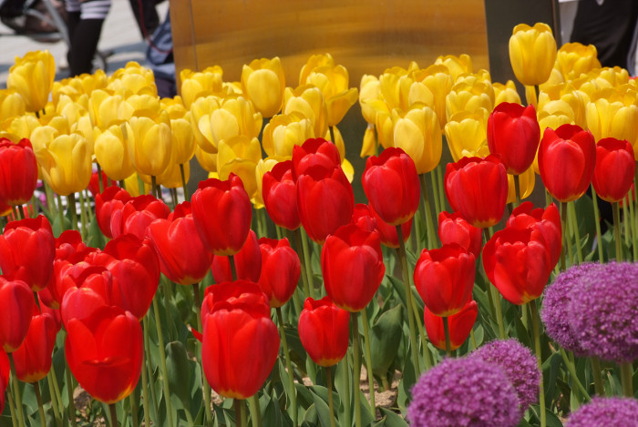 튤립 - Tulip, Tulipa gesneriana
