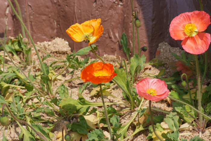개양귀비 - Field Poppy, Papaver rhoeas L.