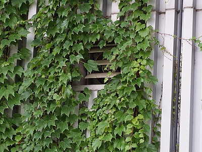 담쟁이덩굴 사진 - Parthenocissus tricuspidata Photos