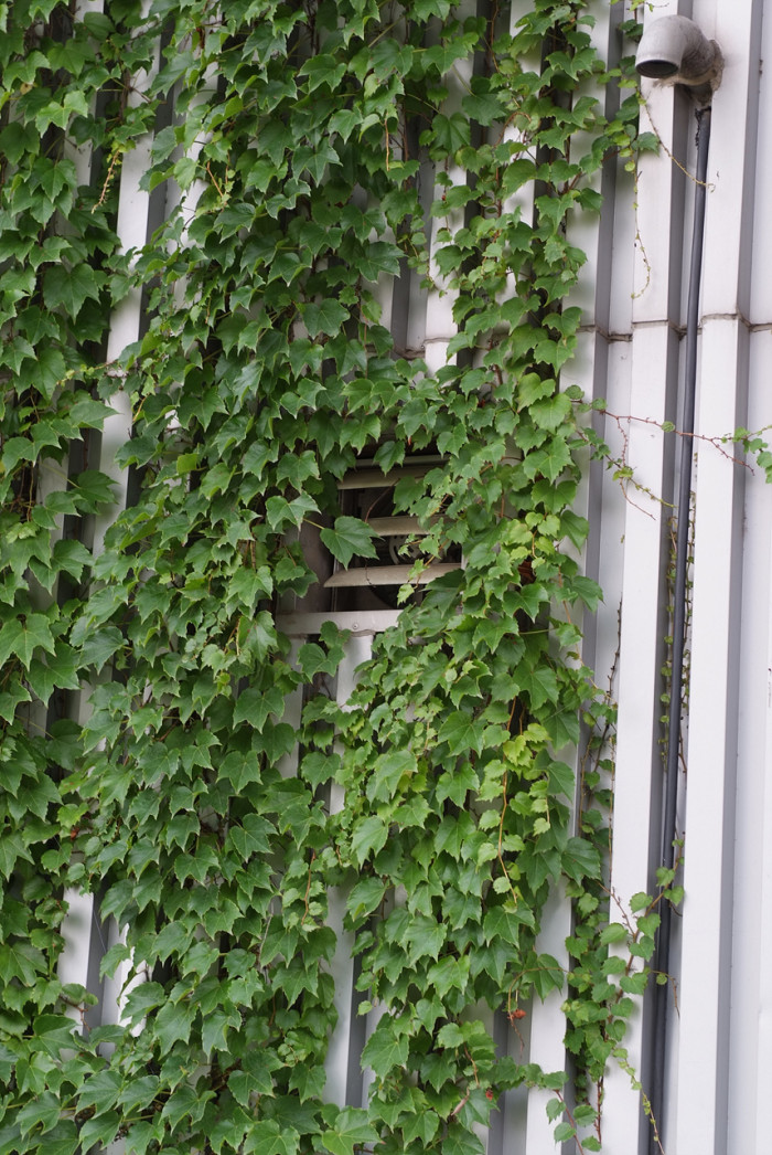 담쟁이덩굴 - Parthenocissus tricuspidata