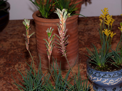 아나고잔서스 사진 - Anigozanthos Labill. Photos