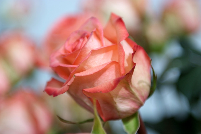 장미 - Rose, Rosa hybrida