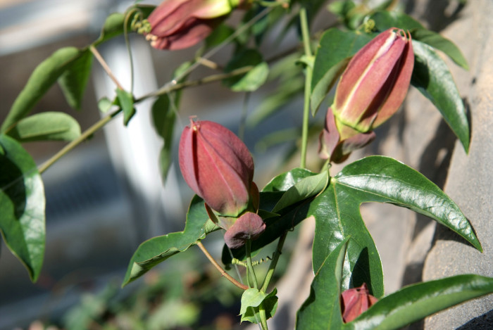 시계초 - passion flower, Passiflora caerulea