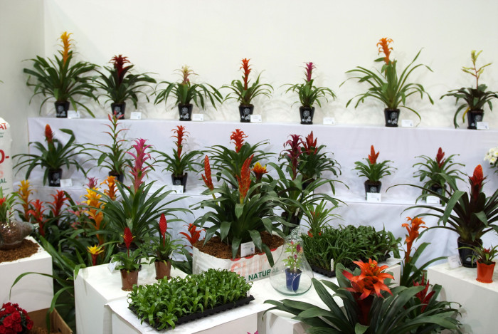 틸란디시아 - Tillandsia bergeri