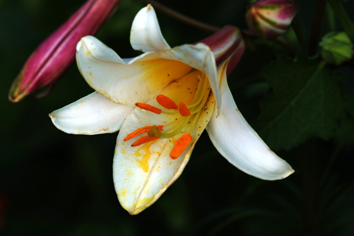 백합 - Lily, Lilium longiflorum Thunb.