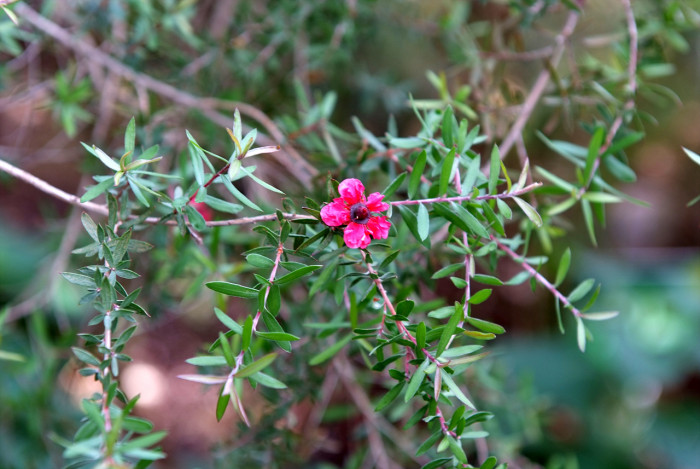 호주매화 - manuka, manuka myrtle, Tea tree, Leptospermum scoparium