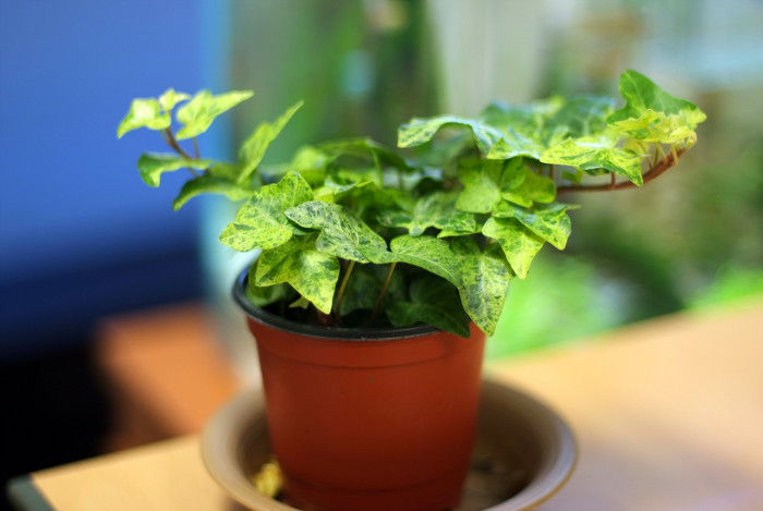 청아이비 - English Ivy, Hedera helix