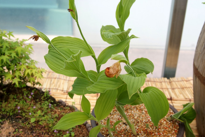 복주머니란 - Cypripedium macranthum Sw.