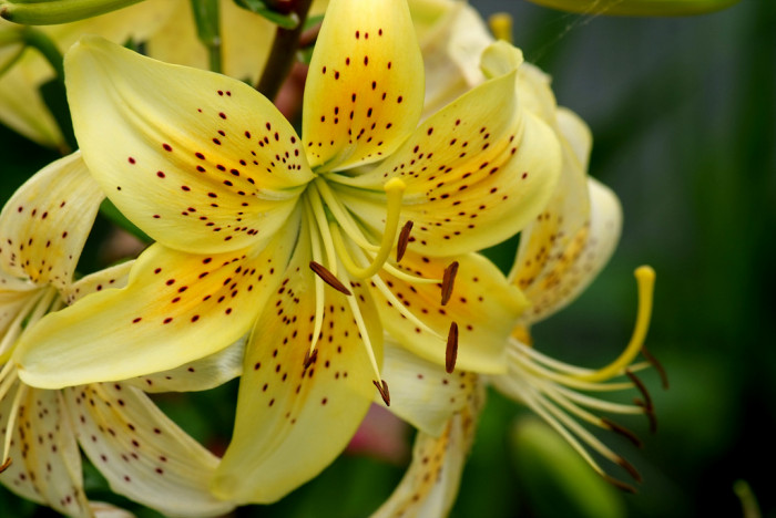 백합 - Lily, Lilium longiflorum Thunb.