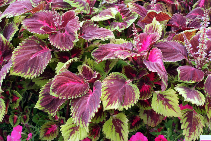 콜레우스 - Coleus blumei, Plectranthus scutellarioides