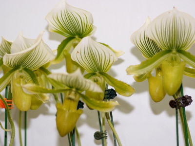 파피오페딜럼 사진 - Paphiopedilum hybrids Photos