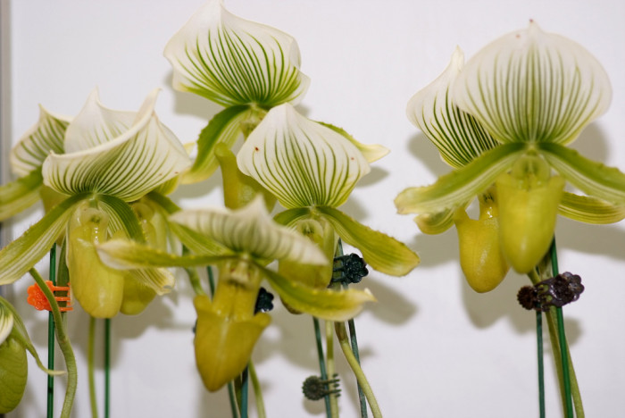 파피오페딜럼 - Papihopedilum pinochio, Paphiopedilum hybrids