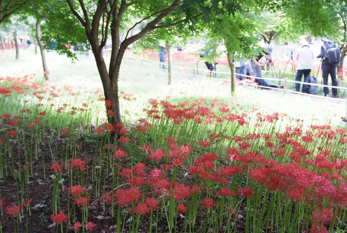 석산 - red spider lily, Lycoris radiata