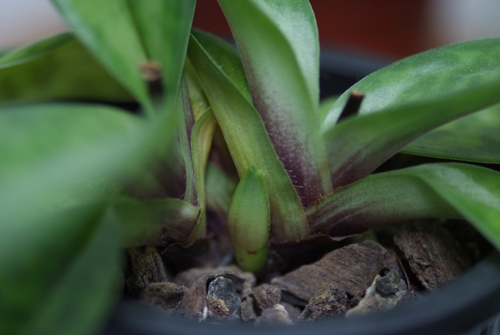 파피오페딜럼 - Papihopedilum pinochio, Paphiopedilum hybrids