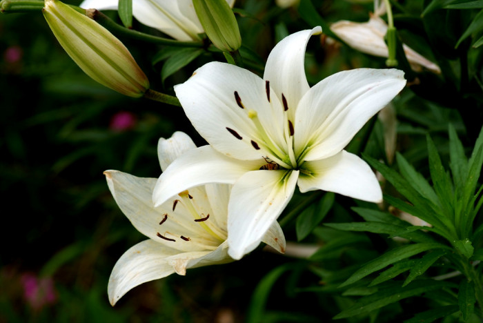 백합 - Lily, Lilium longiflorum Thunb.