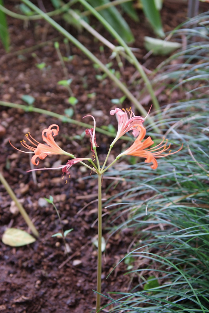 백양꽃 - Lycoris sanguinea var. koreana (Nakai) T.Koyama