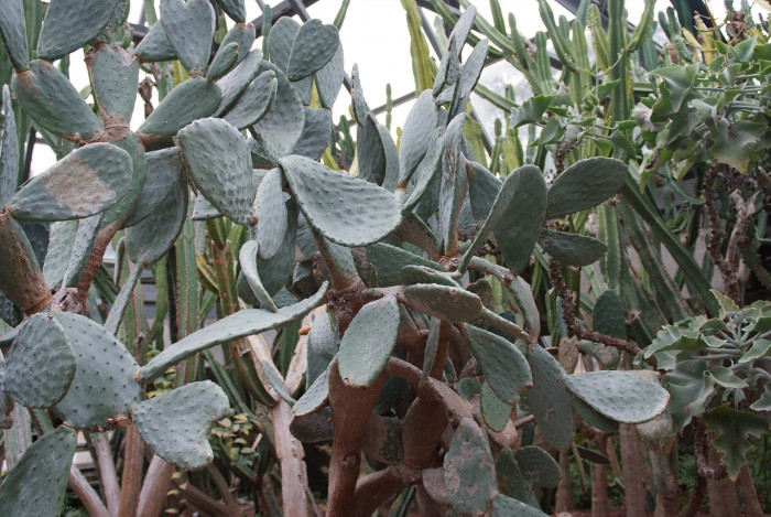보검
