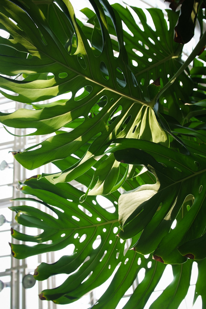 필로덴드론 셀로움 - Selloum philodendron, Philodendron bipinnatifidum